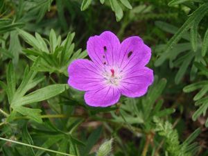 Kakost krvavý (Geranium sanguineum)