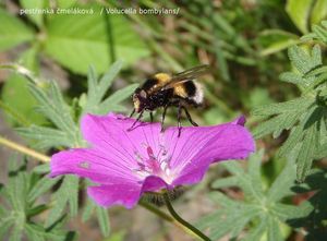 Kakost krvavý (Geranium sanguineum)