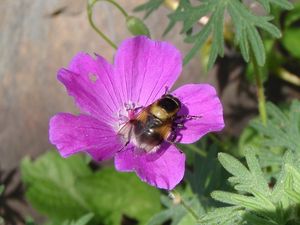 Kakost krvavý (Geranium sanguineum)