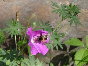 Kakost krvavý (Geranium sanguineum)