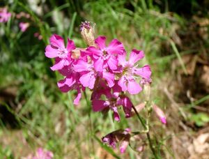 Smolnička obecná (Steris viscaria)