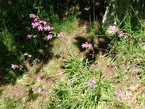 Smolnička obecná (Steris viscaria)