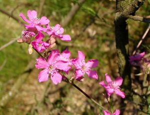 Smolnička obecná (Steris viscaria)