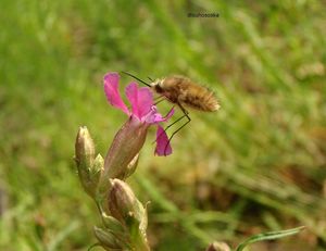 Smolnička obecná (Steris viscaria)