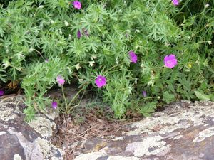 Kakost krvavý (Geranium sanguineum)