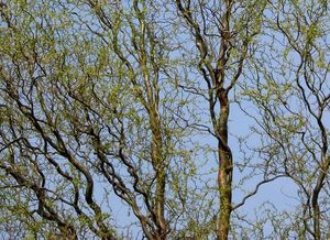 vrba babylonská - kultivary (Salix babylonica - cv.)