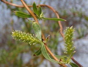 vrba babylonská - kultivary (Salix babylonica - cv.)