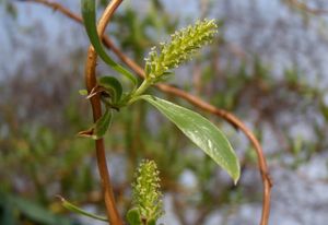 vrba babylonská - kultivary (Salix babylonica - cv.)