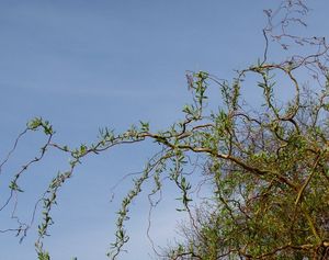 vrba babylonská - kultivary (Salix babylonica - cv.)