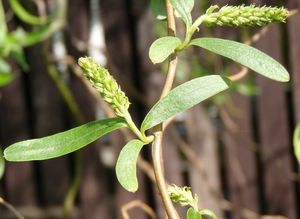 vrba babylonská - kultivary (Salix babylonica - cv.)