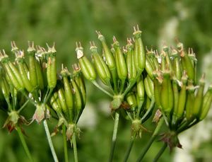 Kerblík lesní (Anthriscus silvestris)