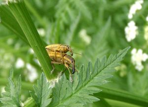 Kerblík lesní (Anthriscus silvestris)