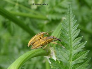 Kerblík lesní (Anthriscus silvestris)