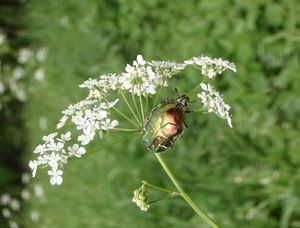 Kerblík lesní (Anthriscus silvestris)