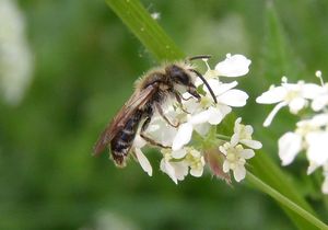 Kerblík lesní (Anthriscus silvestris)