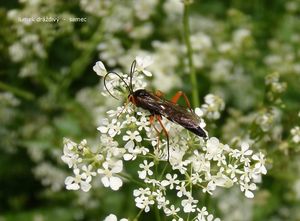 Kerblík lesní (Anthriscus silvestris)