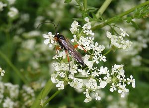 Kerblík lesní (Anthriscus silvestris)