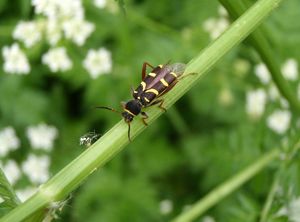 Kerblík lesní (Anthriscus silvestris)