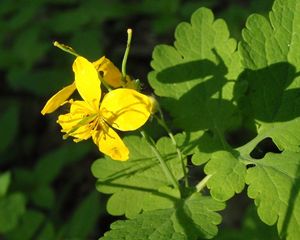 Vlaštovičník větší (Chelidonium majus)