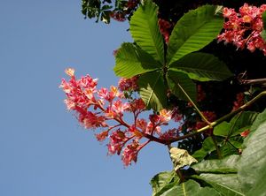 Jírovec pleťový (Aesculus x carnea)