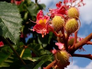 Jírovec pleťový (Aesculus x carnea)