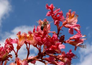 Jírovec pleťový (Aesculus x carnea)