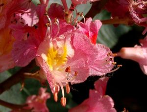 Jírovec pleťový (Aesculus x carnea)