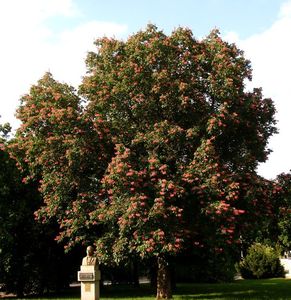 Jírovec pleťový (Aesculus x carnea)