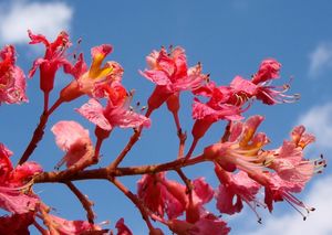 Jírovec pleťový (Aesculus x carnea)