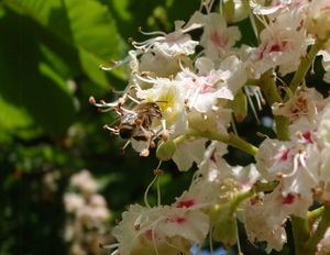 Jírovec maďal (Aesculus hippocastanum)