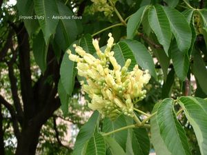 Jírovec  žlutý (Aesculus octandra)