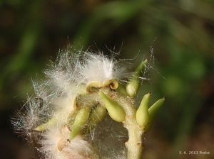 Vrba bílá (Salix alba)