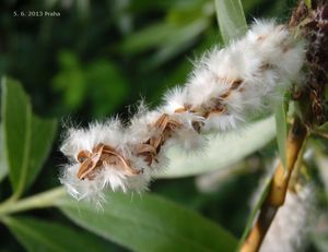 Vrba bílá (Salix alba)