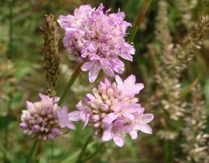 Trávnička obecná (Armeria vulgaris)