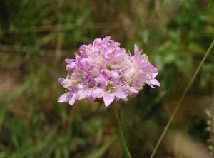 Trávnička obecná (Armeria vulgaris)