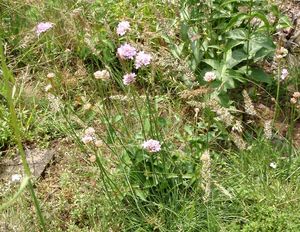 Trávnička obecná (Armeria vulgaris)