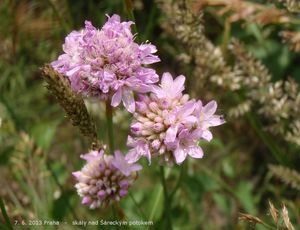 Trávnička obecná (Armeria vulgaris)