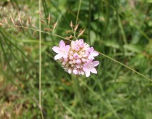 Trávnička obecná (Armeria vulgaris)