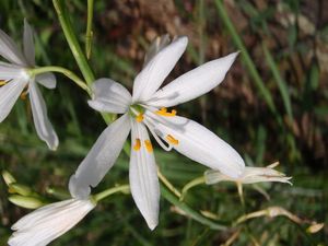 Bělozářka liliovitá (Anthericum liliago L.)