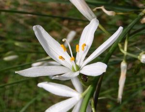 Bělozářka liliovitá (Anthericum liliago L.)