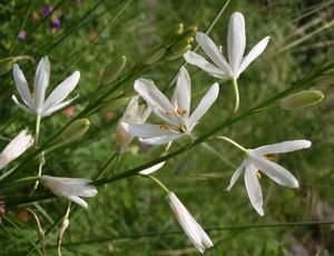 Bělozářka liliovitá (Anthericum liliago L.)