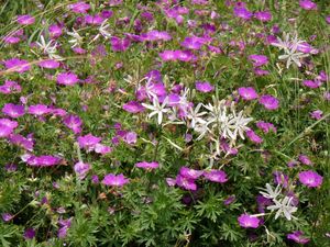 Bělozářka liliovitá (Anthericum liliago L.)