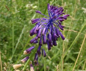 Modřenec tenkokvětý (Muscari tenuiflorum)