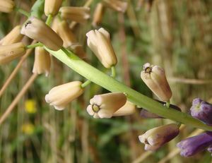 Modřenec tenkokvětý (Muscari tenuiflorum)