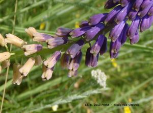 Modřenec tenkokvětý (Muscari tenuiflorum)