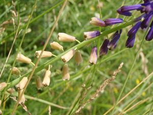 Modřenec tenkokvětý (Muscari tenuiflorum)