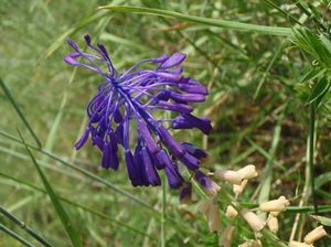 Modřenec tenkokvětý (Muscari tenuiflorum)