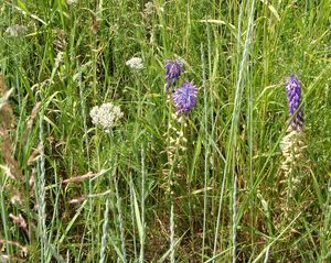 Modřenec tenkokvětý (Muscari tenuiflorum)