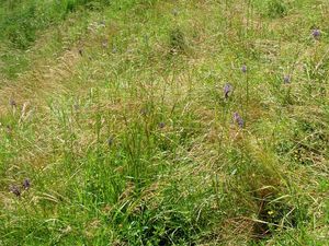 Modřenec tenkokvětý (Muscari tenuiflorum)