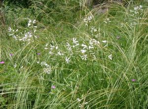 Bělozářka liliovitá (Anthericum liliago L.)